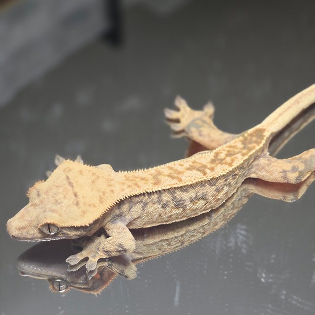 트라이 익스트림할리퀸