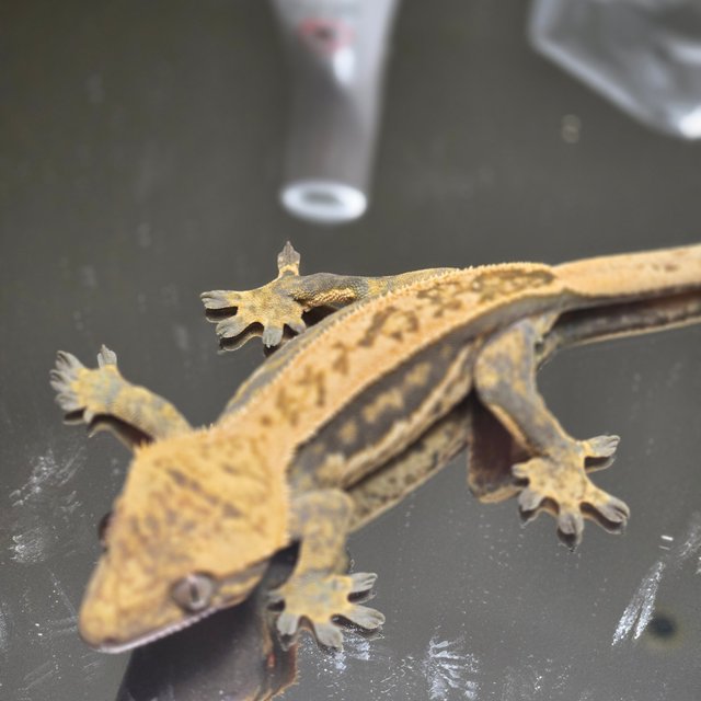 트라이 익스트림할리퀸 풀핀