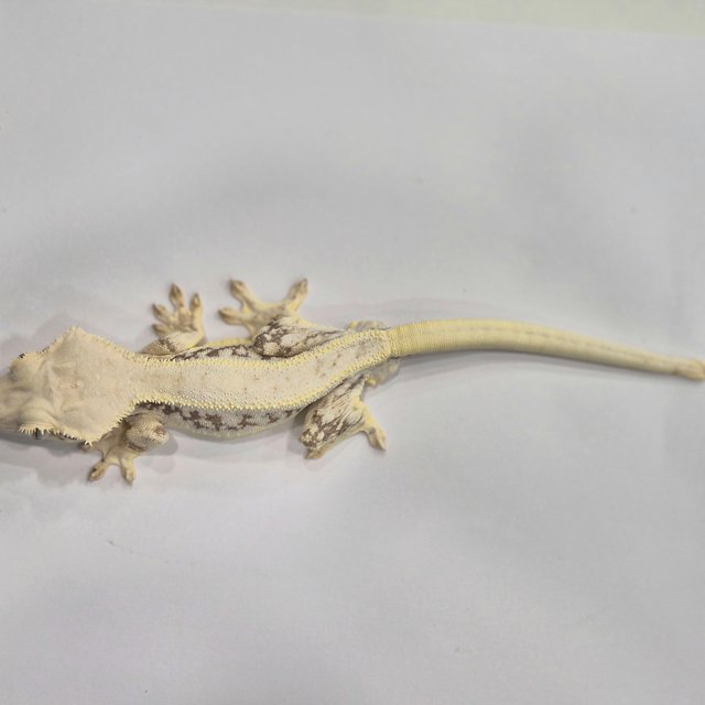 릴리화이트 드리피 풀핀 화이트스팟 화이트크라운 화이트핀