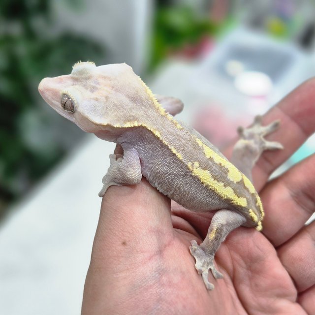 카푸치노 하이포