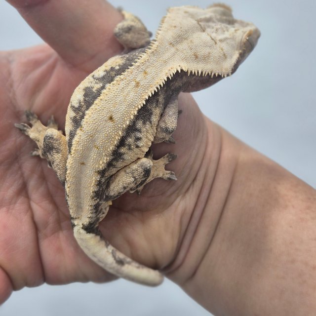 노멀 트라이 드리피 화이트스팟