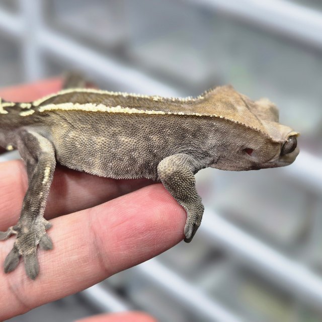 카푸치노 하이포