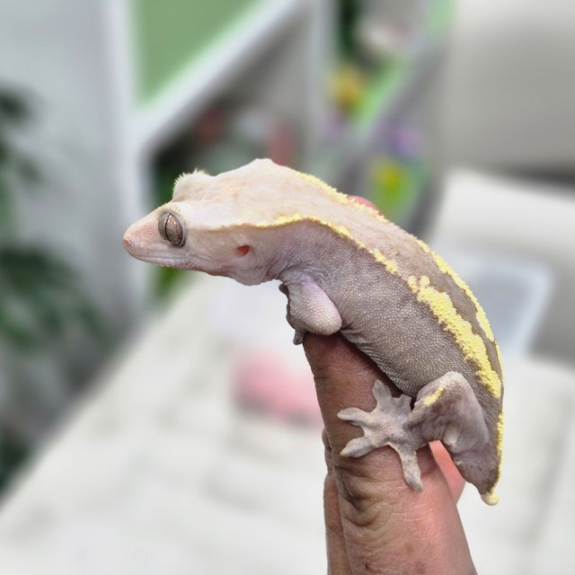 카푸치노 하이포