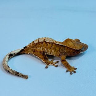 노멀 트라이 익스트림할리퀸 텐저린