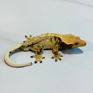 노멀 드리피 화이트스팟