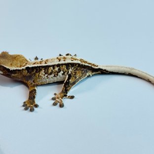 노멀 트라이 익스트림할리퀸 핀스트라이프