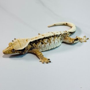 노멀 트라이 익스트림할리퀸