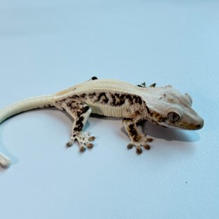 릴리화이트 솔리드백