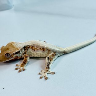 릴리화이트 텐저린