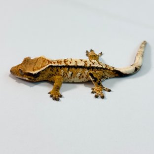 노멀 트라이 익스트림할리퀸 텐저린