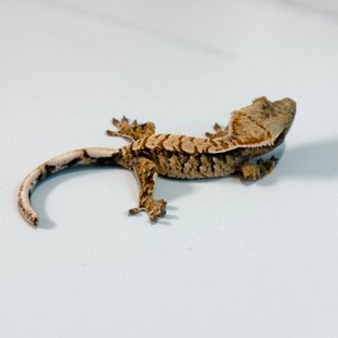 노멀 트라이 익스트림할리퀸