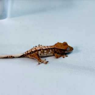 노멀 트라이 익스트림할리퀸 텐저린