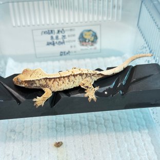 노멀 트라이 익스트림할리퀸