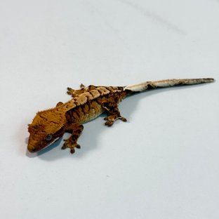 노멀 트라이 익스트림할리퀸