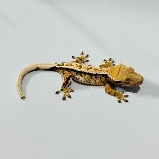 트라이