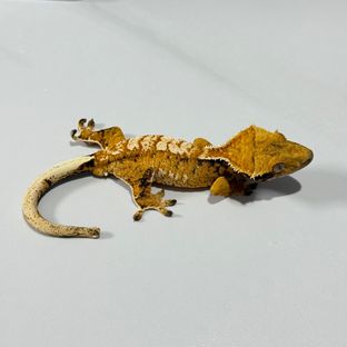 트라이