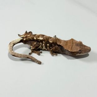 세이블