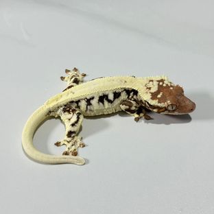 프라푸치노