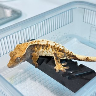 노멀 트라이 익스트림할리퀸 텐저린