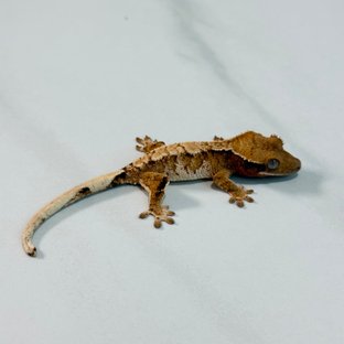 노멀 트라이 익스트림할리퀸