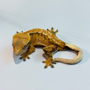 노멀 트라이 익스트림할리퀸 텐저린