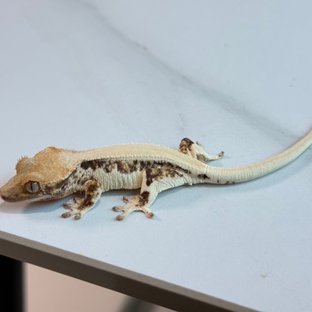 릴리화이트 솔리드백