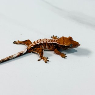 노멀 트라이 익스트림할리퀸 텐저린