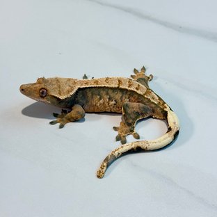 노멀 트라이 익스트림할리퀸 텐저린