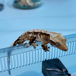 노멀 트라이 익스트림할리퀸 텐저린