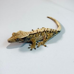 노멀 트라이 익스트림할리퀸 텐저린