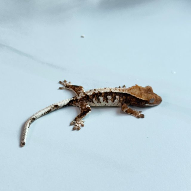 노멀 트라이 익스트림할리퀸 텐저린