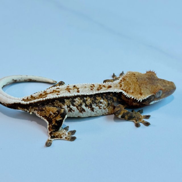 노멀 트라이 익스트림할리퀸 핀스트라이프