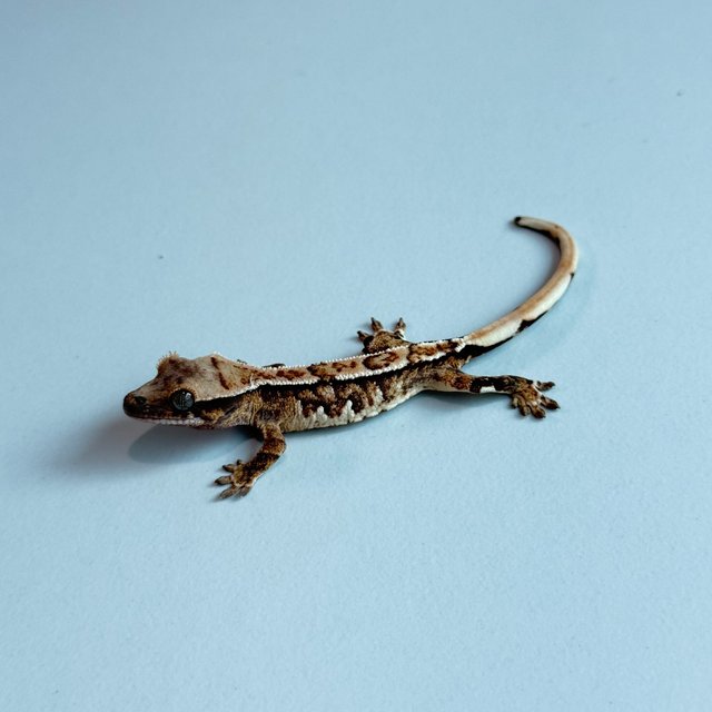 노멀 트라이 익스트림할리퀸