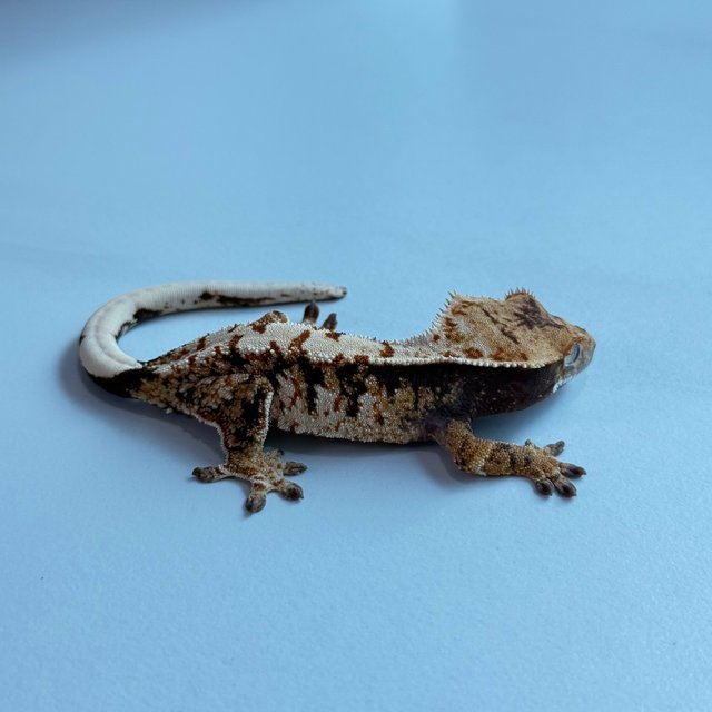 노멀 트라이 익스트림할리퀸 텐저린