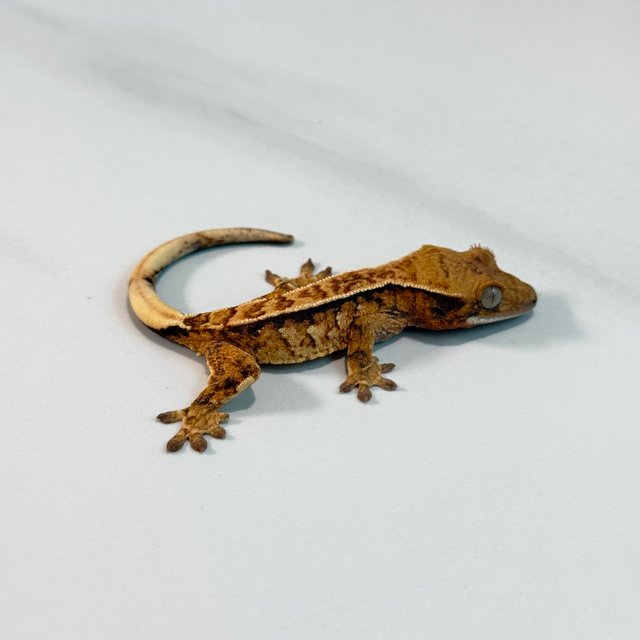 노멀 트라이 익스트림할리퀸 텐저린