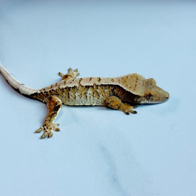 노멀 트라이 익스트림할리퀸