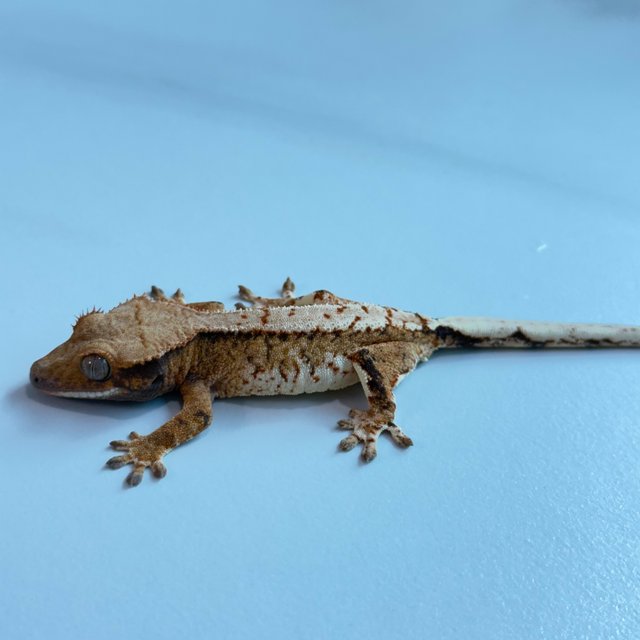 노멀 트라이 익스트림할리퀸