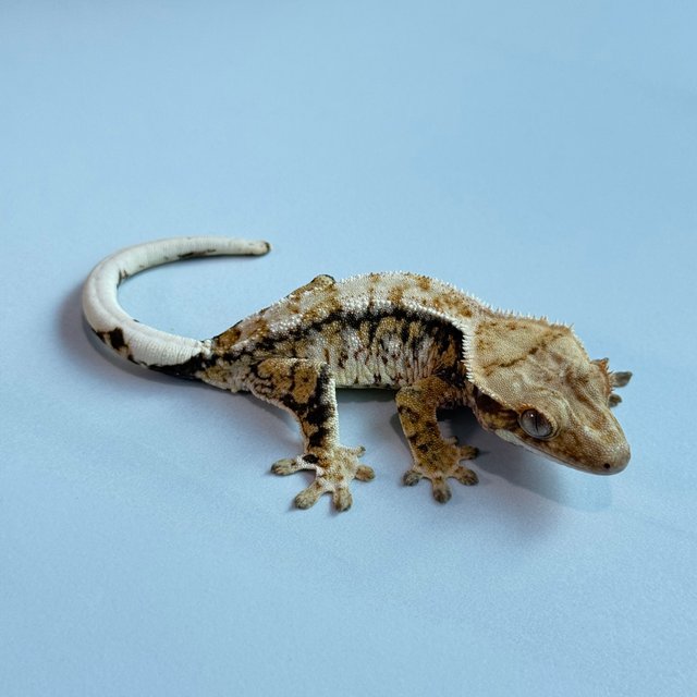 노멀 트라이 익스트림할리퀸