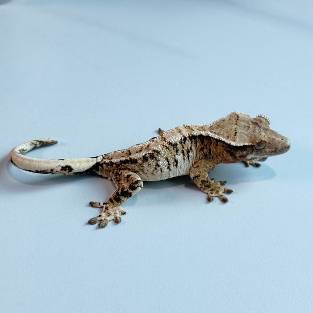 노멀 트라이 익스트림할리퀸