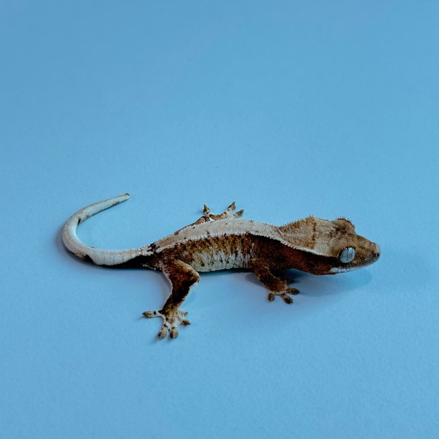 노멀 트라이 익스트림할리퀸