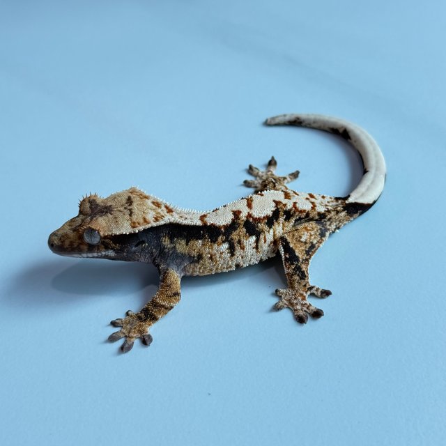 노멀 트라이 익스트림할리퀸 텐저린