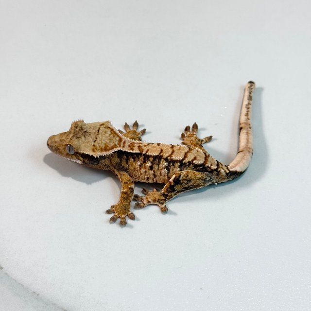 노멀 트라이 익스트림할리퀸