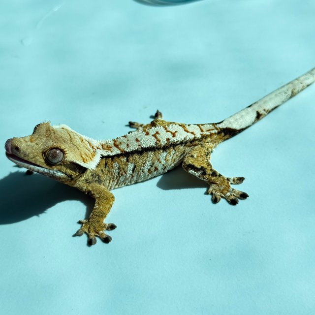 노멀 트라이 익스트림할리퀸