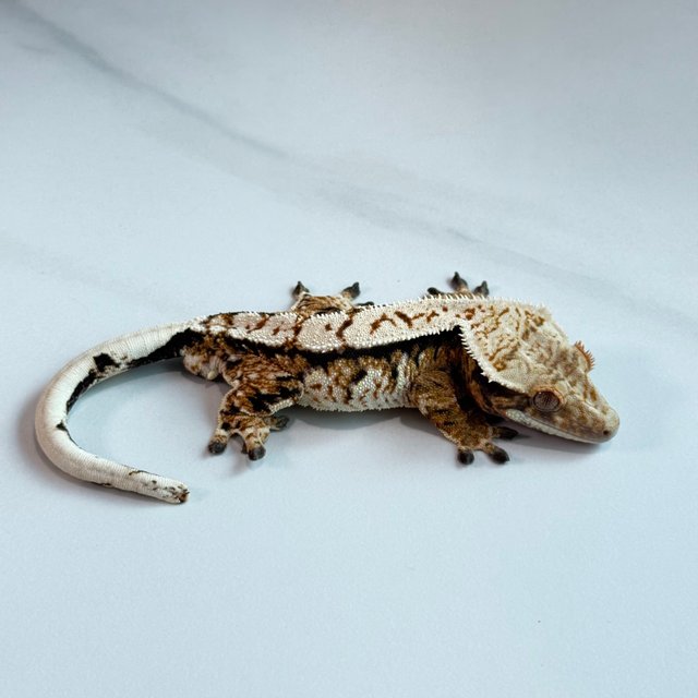 노멀 트라이 익스트림할리퀸 텐저린