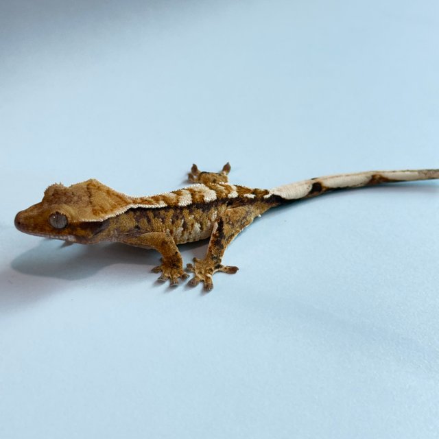 노멀 트라이 익스트림할리퀸 텐저린