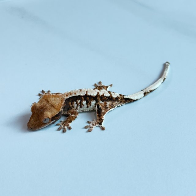 노멀 트라이 익스트림할리퀸 텐저린