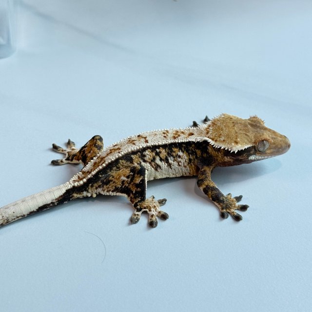 노멀 트라이 익스트림할리퀸 핀스트라이프 텐저린