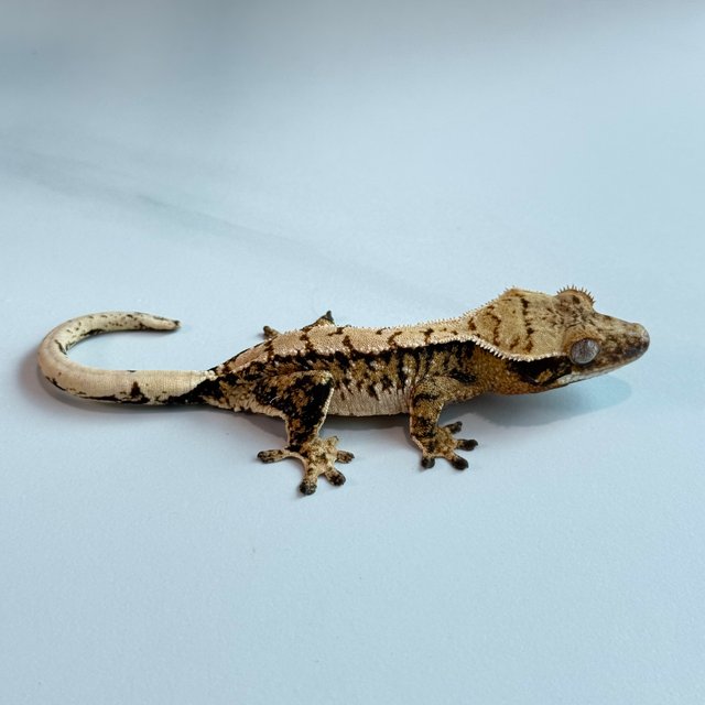 노멀 트라이 익스트림할리퀸