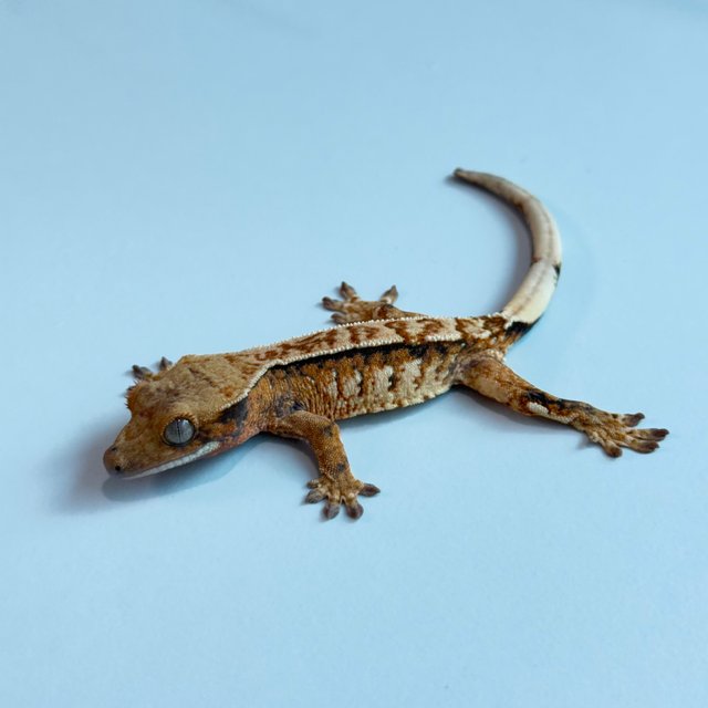 노멀 트라이 익스트림할리퀸 텐저린