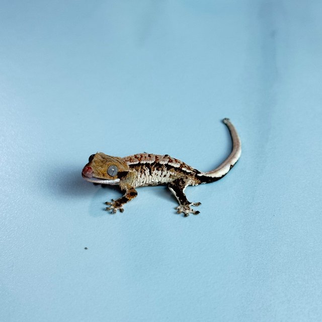 노멀 트라이 익스트림할리퀸 텐저린 화이트포트홀